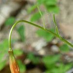 Lilium pomponium Máis