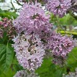 Syringa josikaea Flower