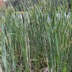 Typha × glauca Habit