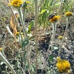 Tithonia tubaeformis বাকল