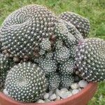 Rebutia minuscula Leaf