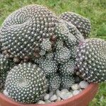 Rebutia minuscula Yaprak