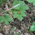 Hydrastis canadensis Fruit