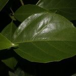 Dendropanax arboreus Hoja