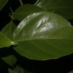 Dendropanax arboreus Blad