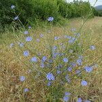 Cichorium intybus Flower