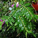 Dendrobium bigibbum Leaf