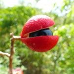 Paullinia elegans Fruit