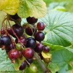 Ribes nigrumPlod