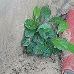 Talinum paniculatum Meyve