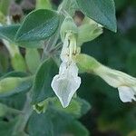 Teucrium botrys Fleur