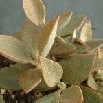 Kalanchoe orgyalis Blad