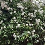 Rosa moschata Агульны выгляд