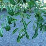 Fraxinus griffithii Foglia