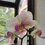 Phalaenopsis spp. Çiçek