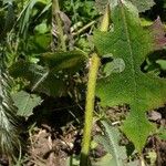 Lactuca hirsuta Bark