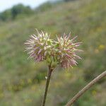 Onobrychis caput-galli Mbuma