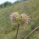 Onobrychis caput-galli Fruit