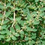 Euphorbia prostrata Blad