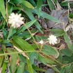 Gomphrena serrata Hoja