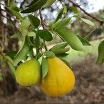 Eugenia pyriformis Fruit