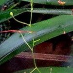 Utricularia flaccida