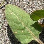 Rumex spinosus Frunză