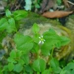 Stellaria mediaFlower