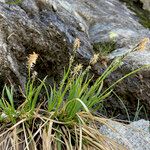 Carex sempervirens Plante entière