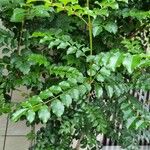 Fraxinus griffithii Leaf