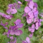 Lunaria annuaFlor