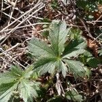 Potentilla heptaphylla पत्ता