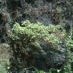 Pipturus albidus Hábito