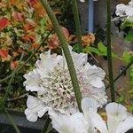 Scabiosa ochroleuca Flor