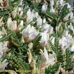 Astragalus terraccianoi Blüte