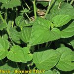 Viola × uechtritziana Leaf