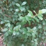 Myrsine africana Likasa