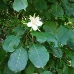 Beaumontia grandiflora Blomst