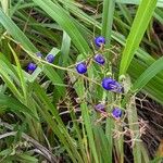 Dianella caerulea Folha