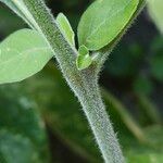 Solanum chenopodioides Casca