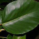 Coussapoa villosa Blad