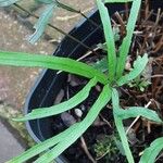 Pteris cretica Leaf