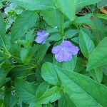 Ruellia geminiflora Цвят