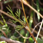 Scandix australis Лист