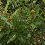 Asclepias lanuginosa Habit