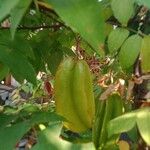 Averrhoa carambola 葉