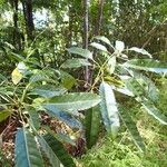 Elaeocarpus castaneifolius Hoja