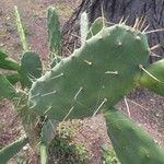 Opuntia dejectaBlatt