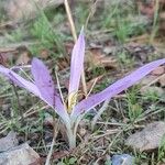 Colchicum montanum Fleur