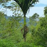 Areca catechu Leaf